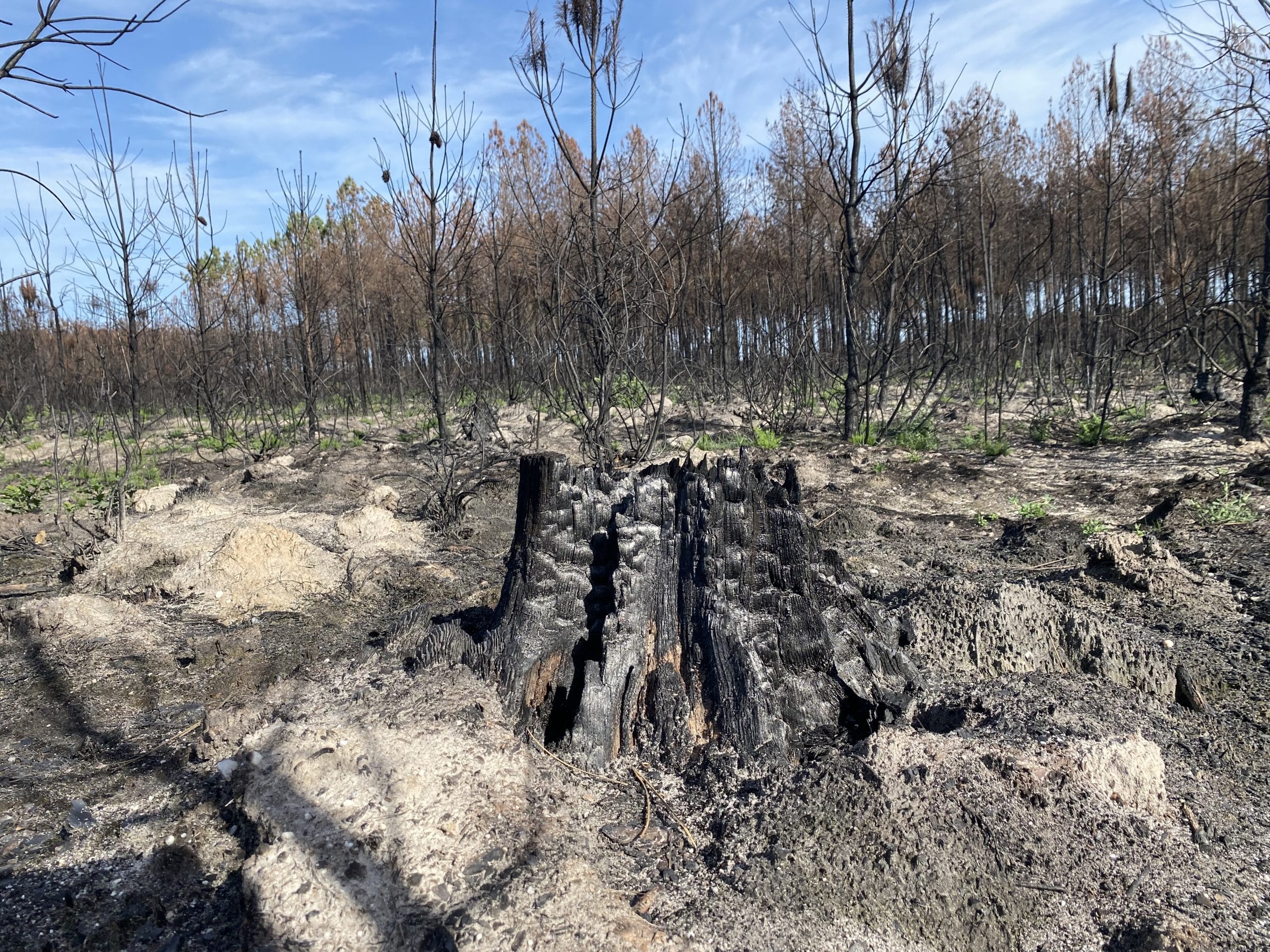 Reforestation of burned forest in the Landes