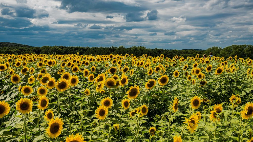 sunflower - tournesol